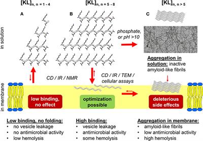 Antibiotic Potential and Biophysical Characterization of Amphipathic β-Stranded [XZ]n Peptides With Alternating Cationic and Hydrophobic Residues